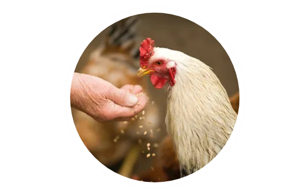 chicken getting fed