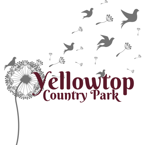 red yellowtop logo