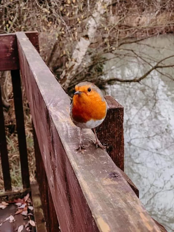 eco-friendly lodges escapes in York